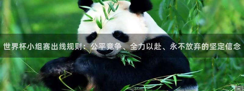 世界杯今年：世界杯小组赛出线规则：公平竞争、全力以赴、永不放弃的坚定信念